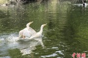攸县吉林：罕见白鸬鹚连续两年“故地重游”